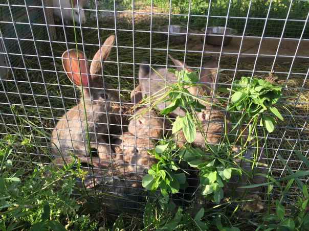 Выращивание кроликов АПХ Добронравов Агро